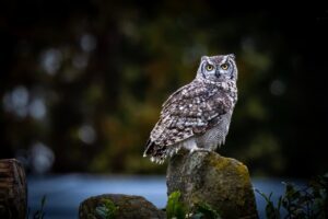 owl, bird, nature, wildlife