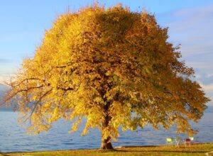 tree, autumn colors, nature wallpaper, water, beautiful nature, fall, nature background, fall season, flora, nature, plant, hd wallpaper